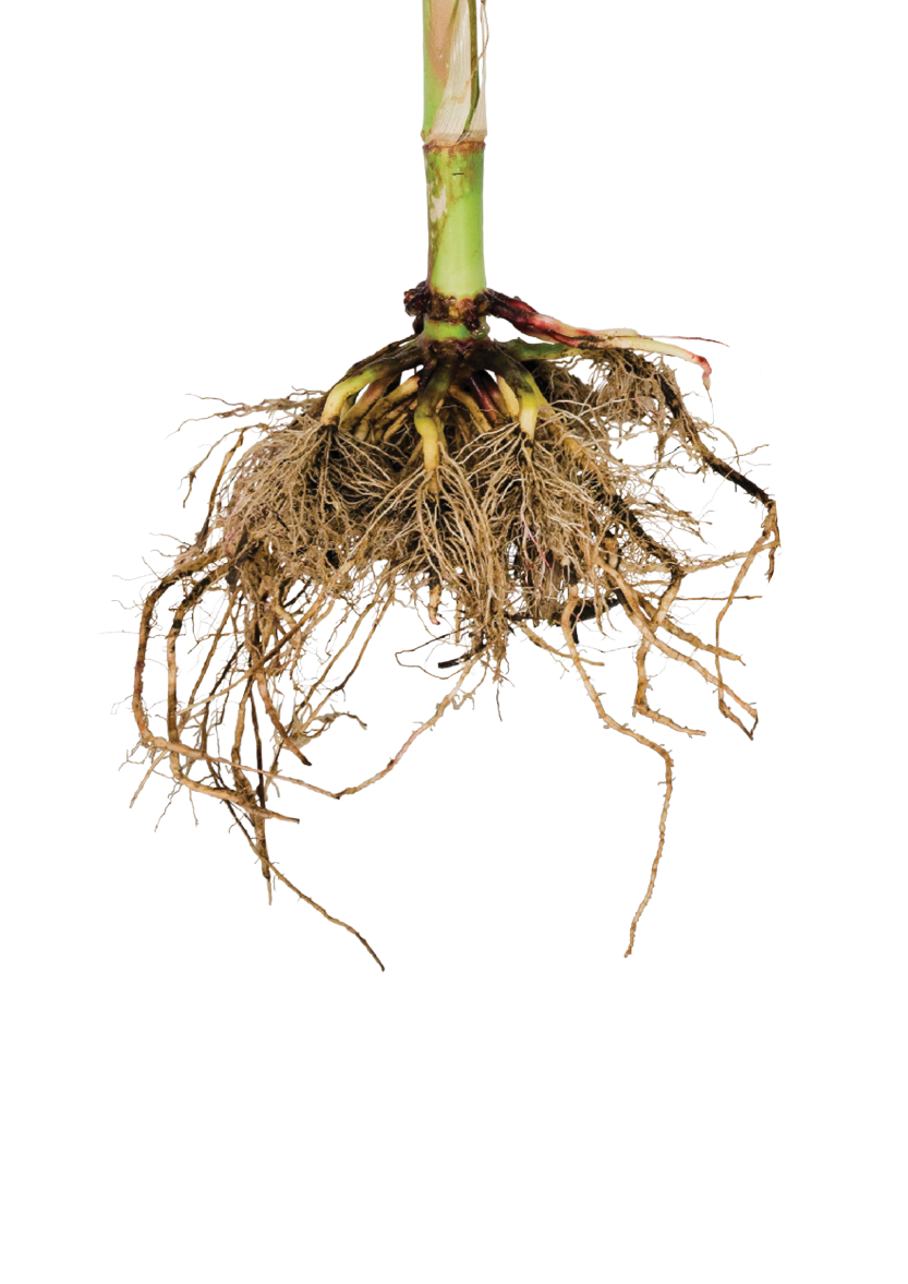 NIS 1.0 Rated Roots